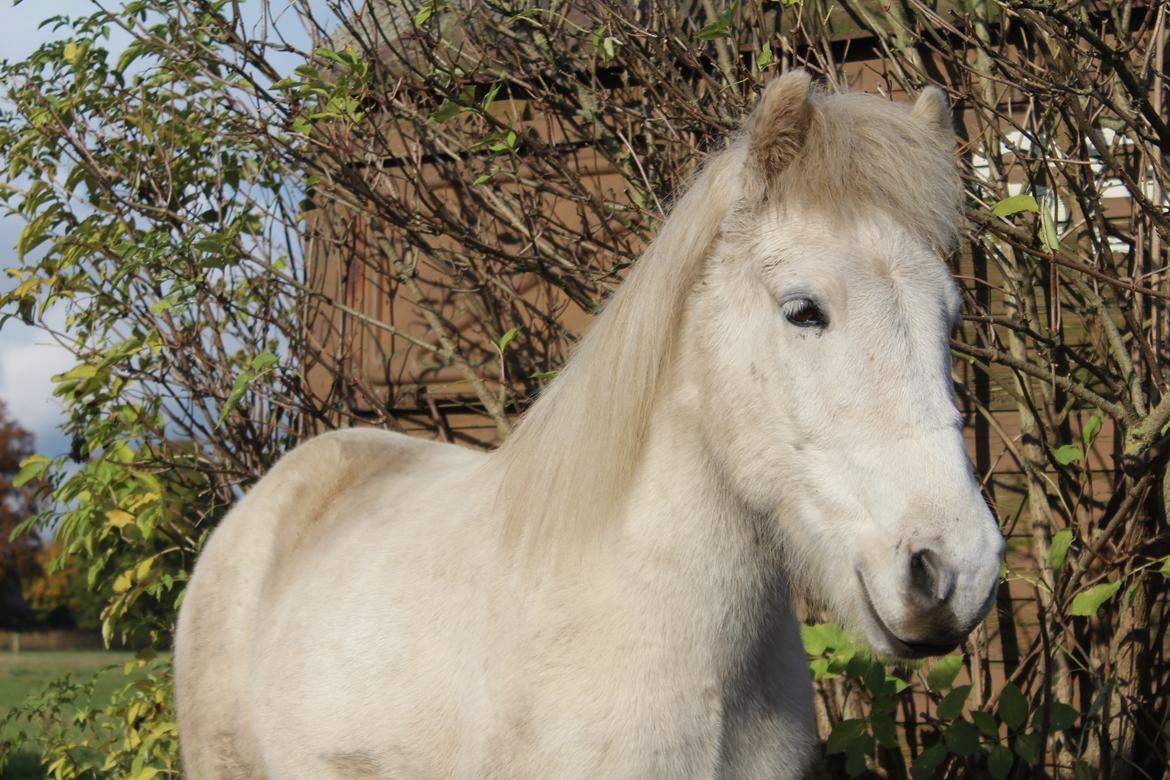 Islænder Bruni fra Hedebo - ‘’Friends are like four leaf clovers: hard to find but lucky to have.’’ <3 billede 15