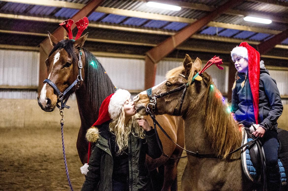 Anden særlig race Laika -Hystaden billede 4