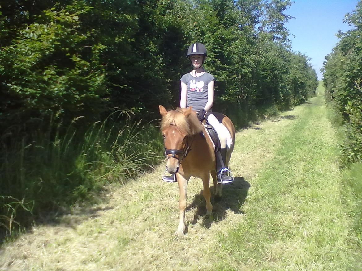 Gotlandsruss Prins (Fantom M) - Prins og mig på vores sidste ridetur sammen, tilbage i 2012. billede 3