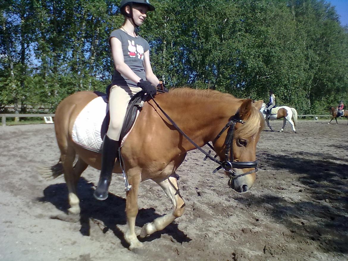 Gotlandsruss Prins (Fantom M) - Prinsen i lidt løsgørende dressur - min sidste gang på ryggen af ham. billede 11