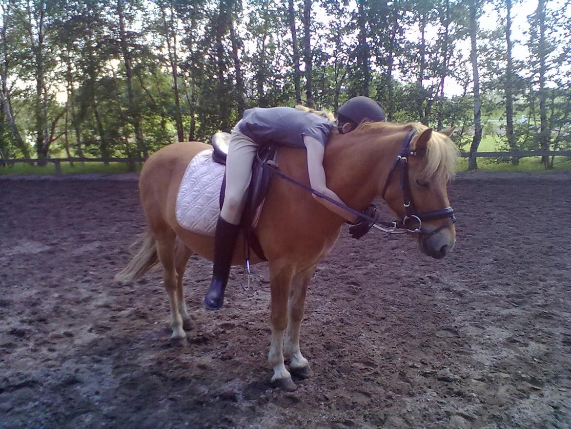 Gotlandsruss Prins (Fantom M) - Sidste krammer jeg gav ham fra ryggen - nu gives de i stor stil fra jorden af <3 billede 16