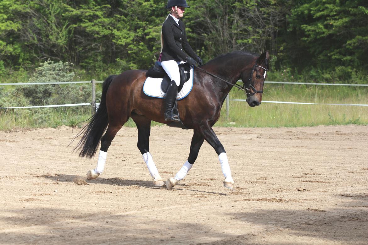 Hollandsk Varmblod Wilddancer billede 41