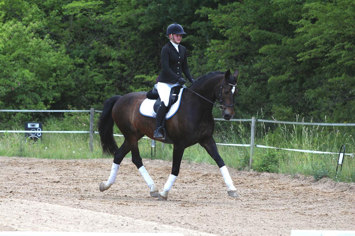 Hollandsk Varmblod Wilddancer billede 43