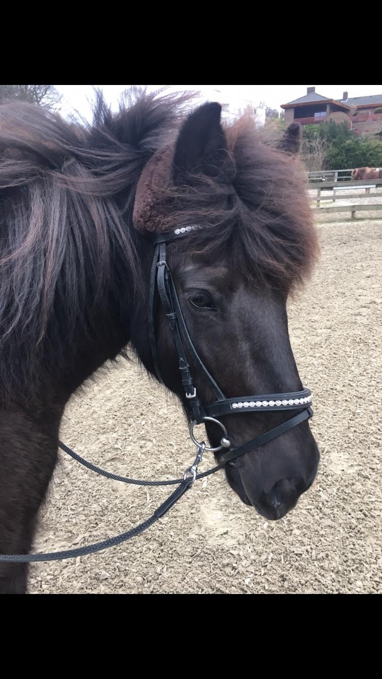 Islænder Kolka  fra Vinkærgård billede 11