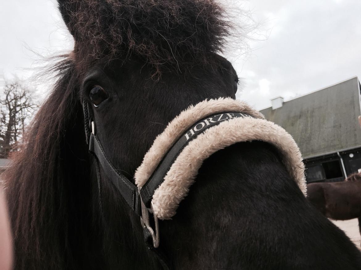 Islænder Kolka  fra Vinkærgård billede 12