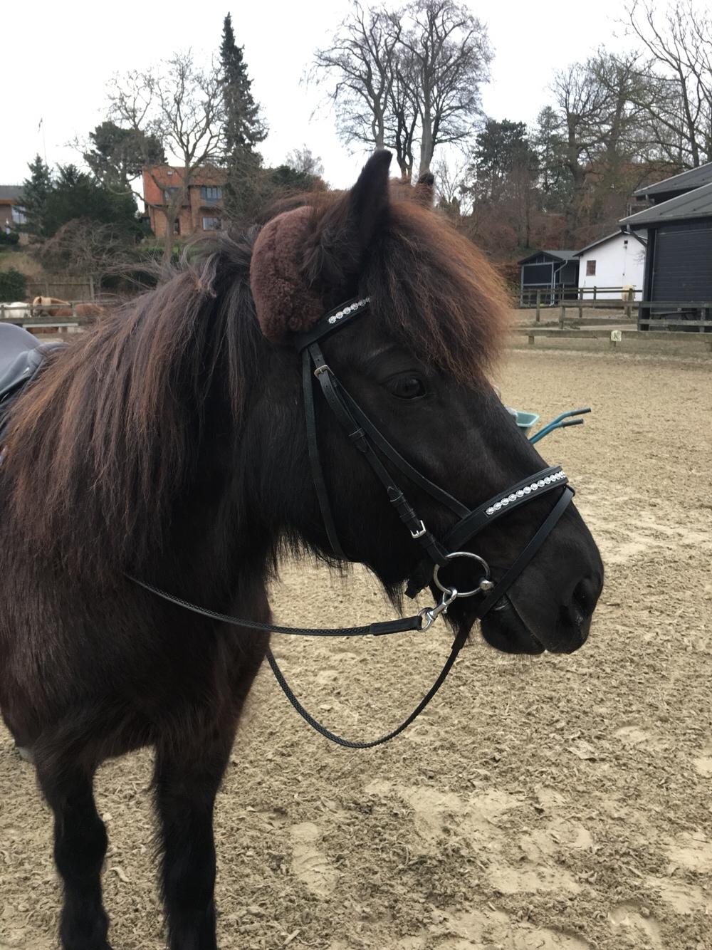 Islænder Kolka  fra Vinkærgård billede 13