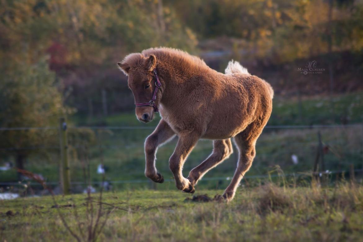 Islænder Hnotti fra Faksemosen billede 11