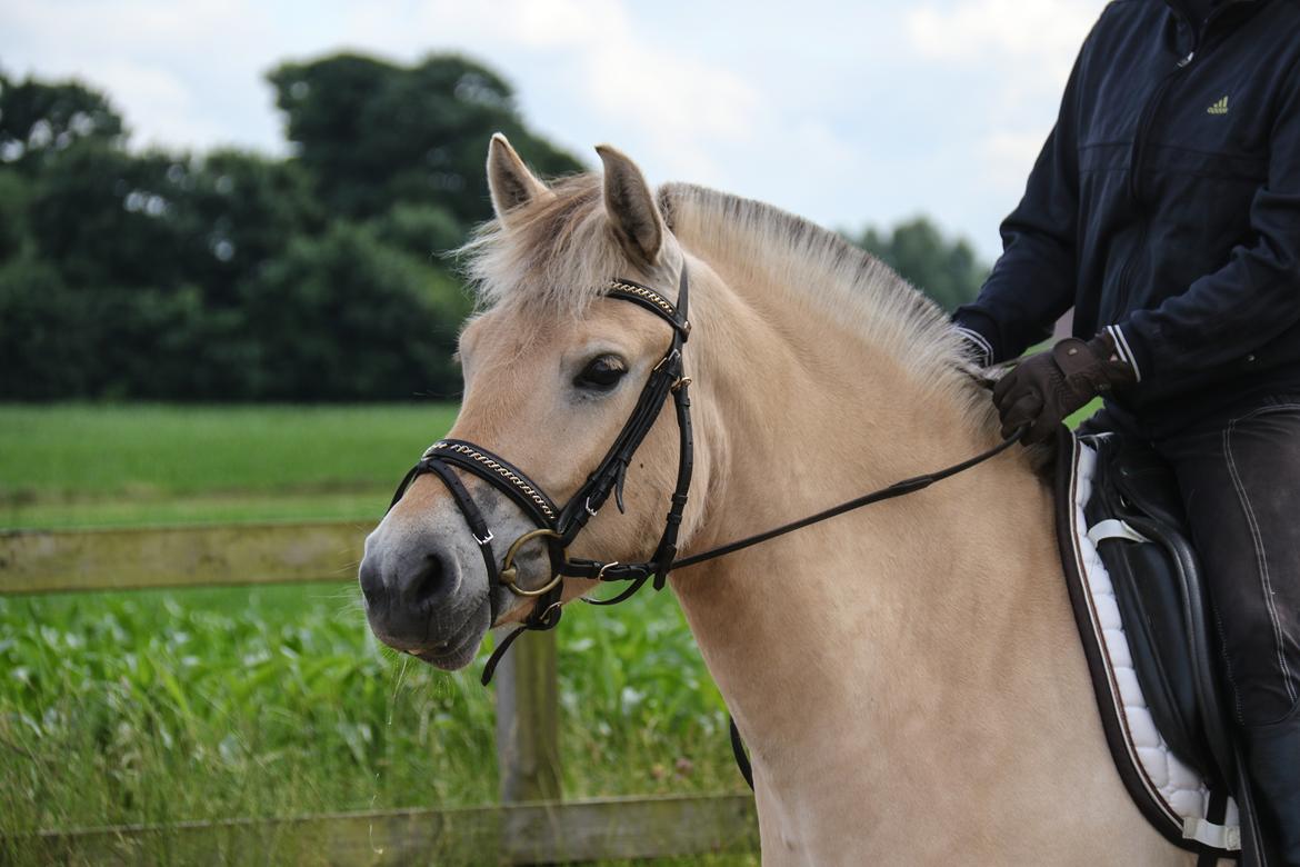 Fjordhest Pilegårdens Celuca aka. Lillehun billede 1