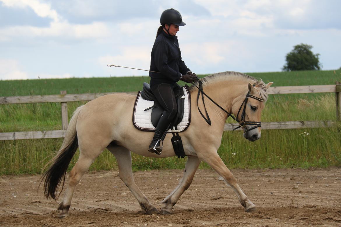 Fjordhest Pilegårdens Celuca aka. Lillehun billede 3