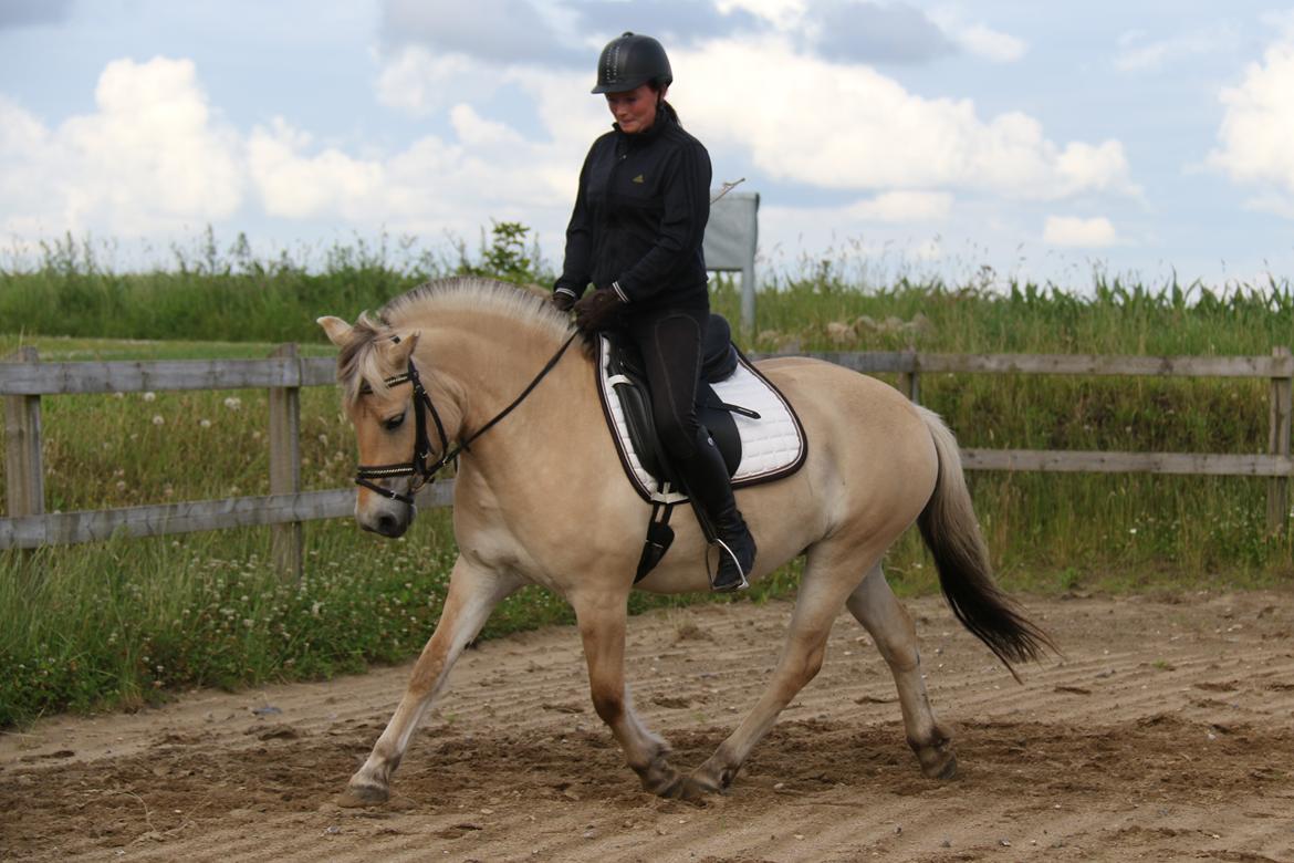 Fjordhest Pilegårdens Celuca aka. Lillehun billede 2