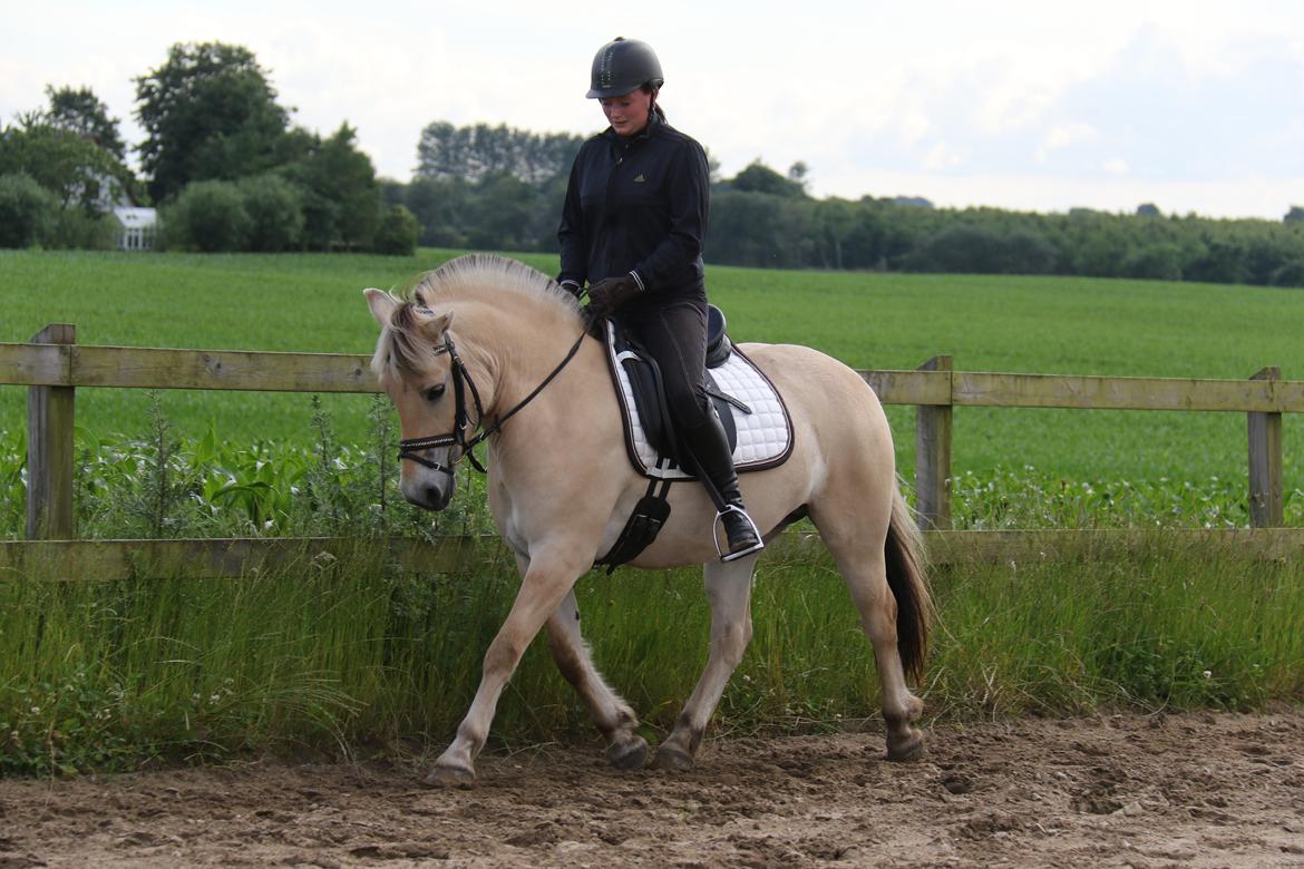 Fjordhest Pilegårdens Celuca aka. Lillehun billede 6