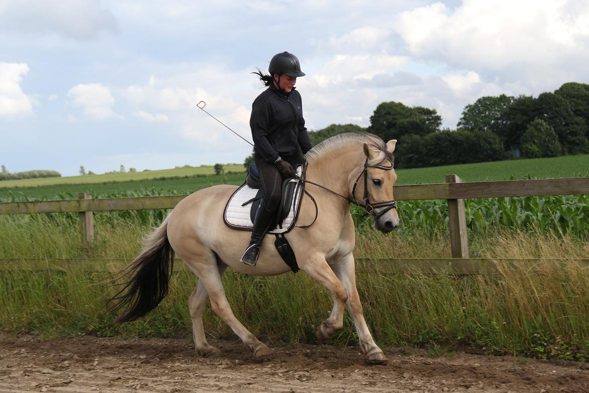 Fjordhest Pilegårdens Celuca aka. Lillehun billede 9