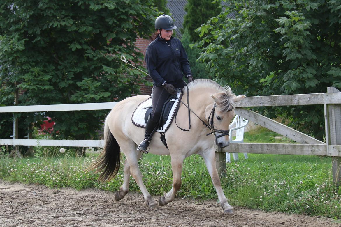Fjordhest Pilegårdens Celuca aka. Lillehun billede 4