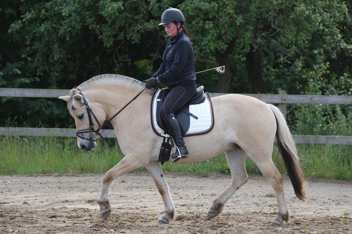 Fjordhest Pilegårdens Celuca aka. Lillehun billede 8
