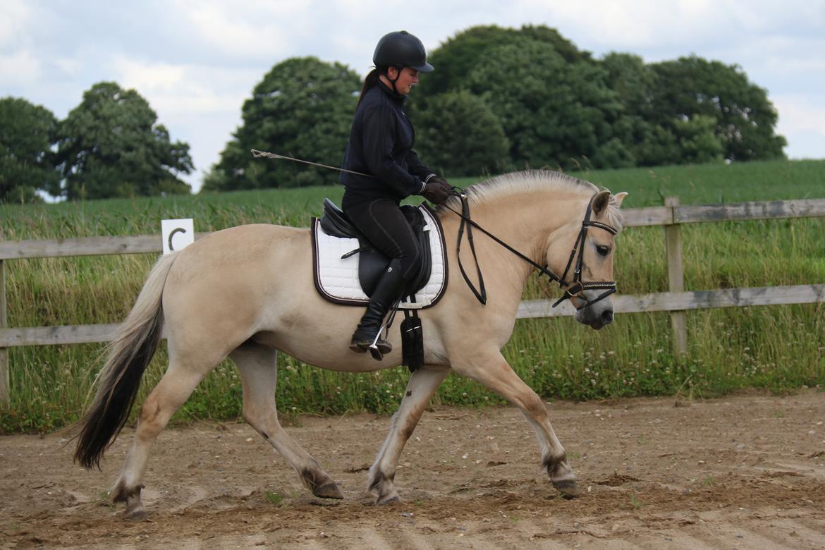 Fjordhest Pilegårdens Celuca aka. Lillehun billede 7
