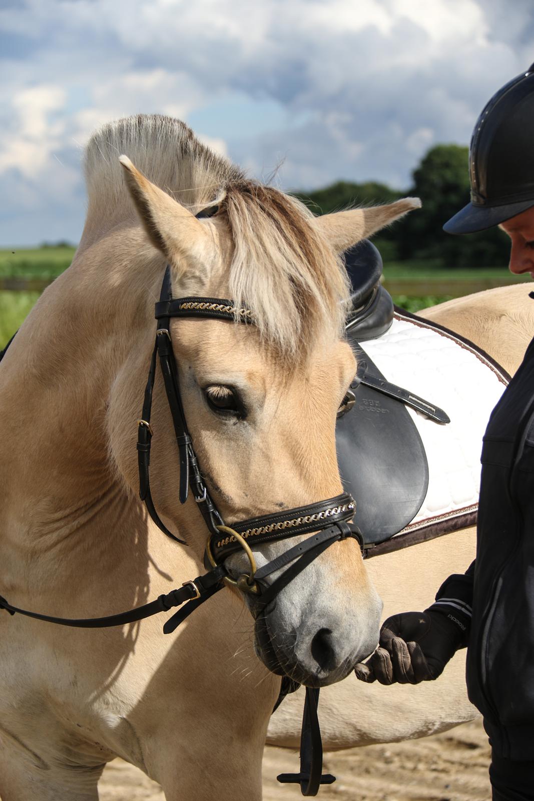 Fjordhest Pilegårdens Celuca aka. Lillehun billede 5