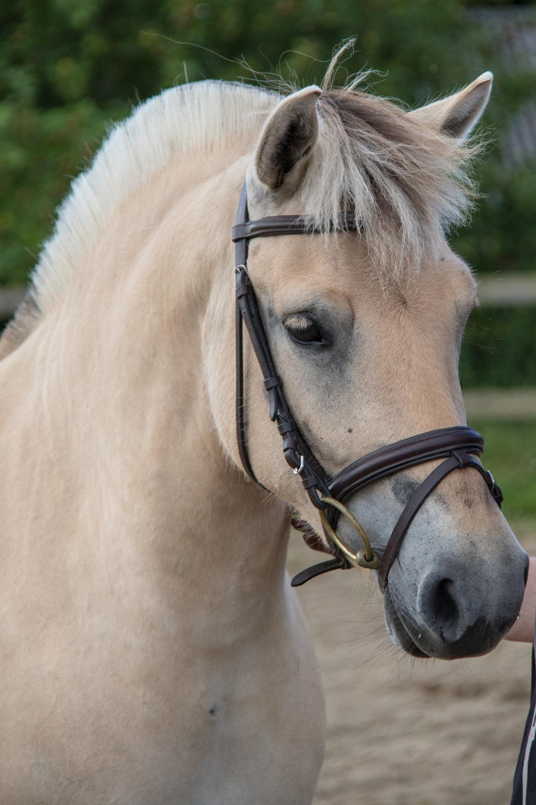 Fjordhest Pilegårdens Celuca aka. Lillehun billede 10