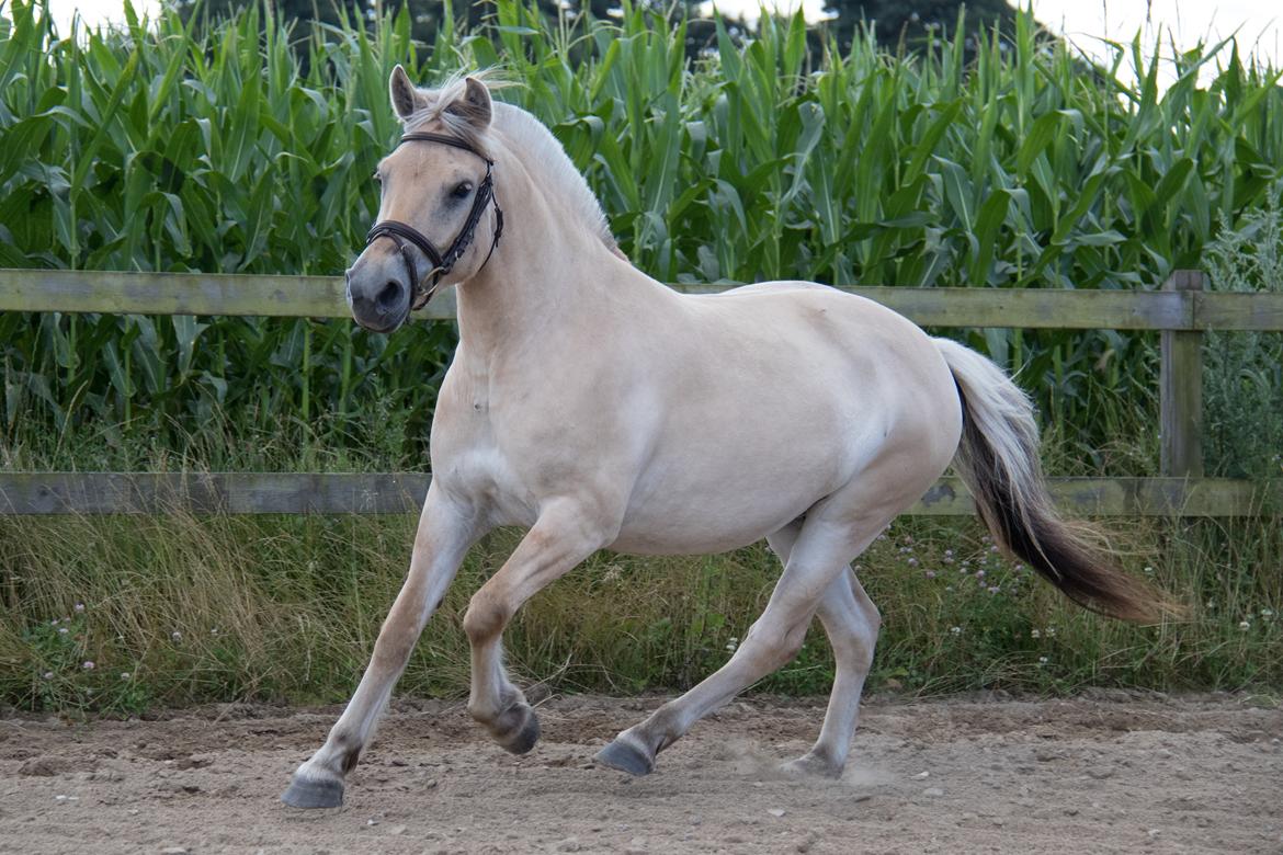 Fjordhest Pilegårdens Celuca aka. Lillehun billede 11