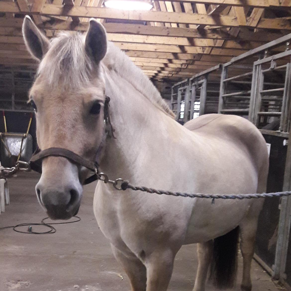 Fjordhest Pilegårdens Celuca aka. Lillehun billede 16