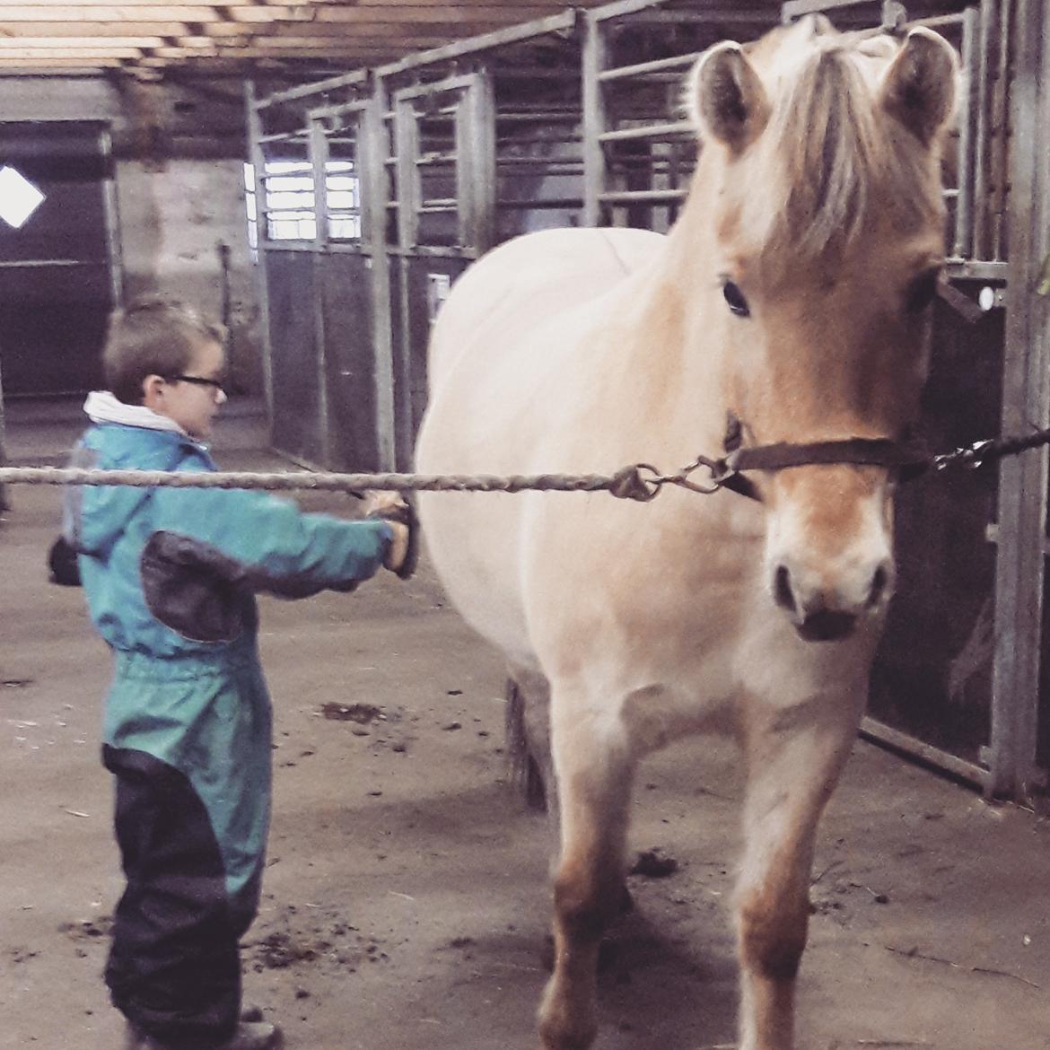 Fjordhest Pilegårdens Celuca aka. Lillehun billede 17