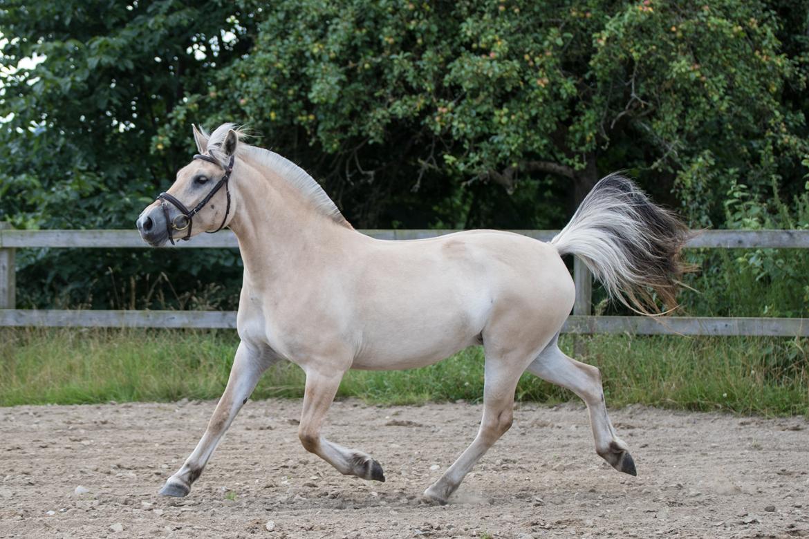 Fjordhest Pilegårdens Celuca aka. Lillehun billede 14