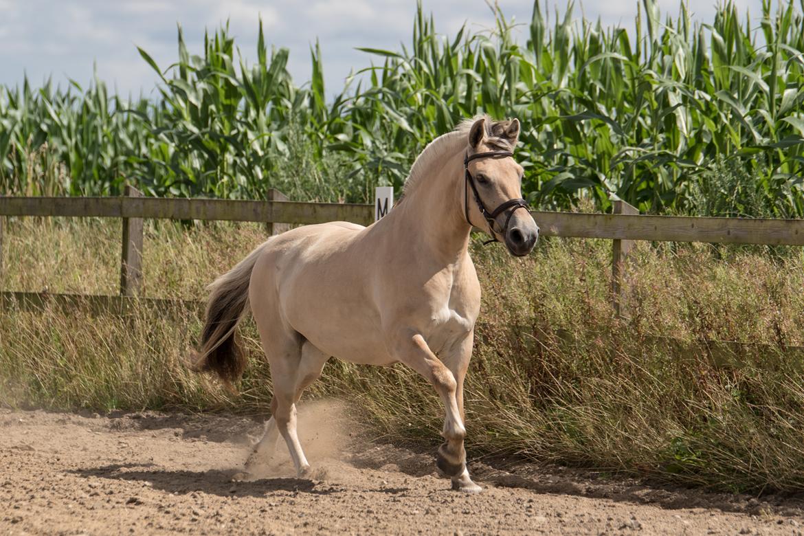 Fjordhest Pilegårdens Celuca aka. Lillehun billede 12