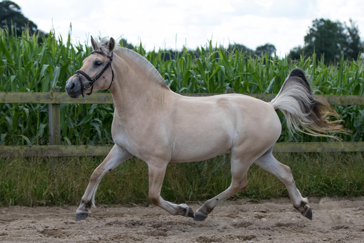 Fjordhest Pilegårdens Celuca aka. Lillehun billede 13