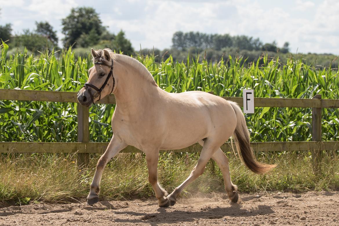 Fjordhest Pilegårdens Celuca aka. Lillehun billede 15