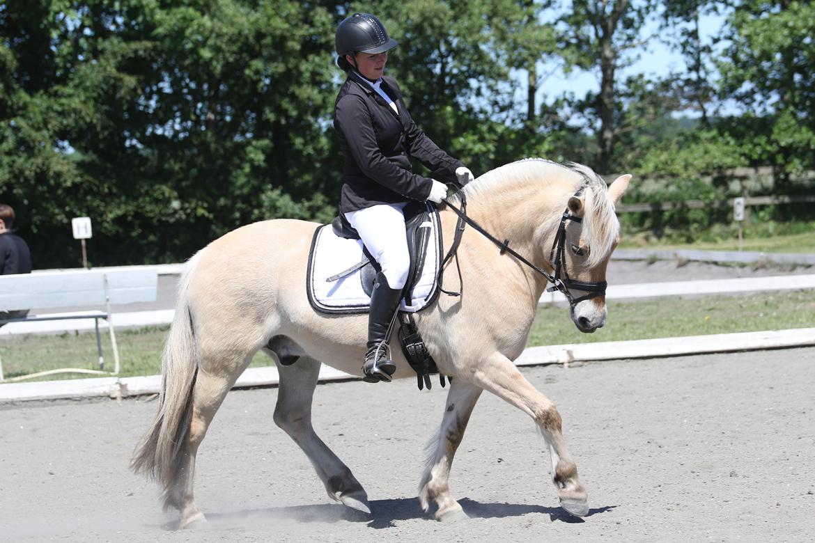 Fjordhest Pilegårdens Sesam aka. Lillehan (Solgt) billede 1