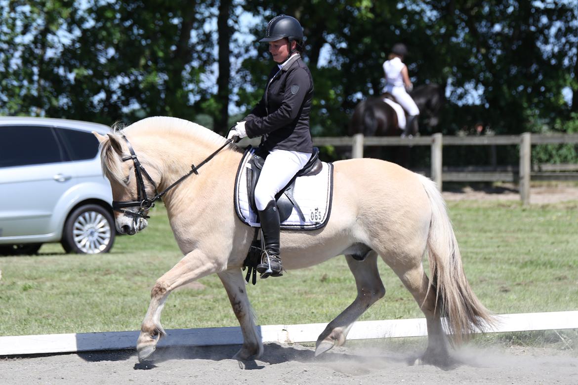 Fjordhest Pilegårdens Sesam aka. Lillehan (Solgt) billede 2