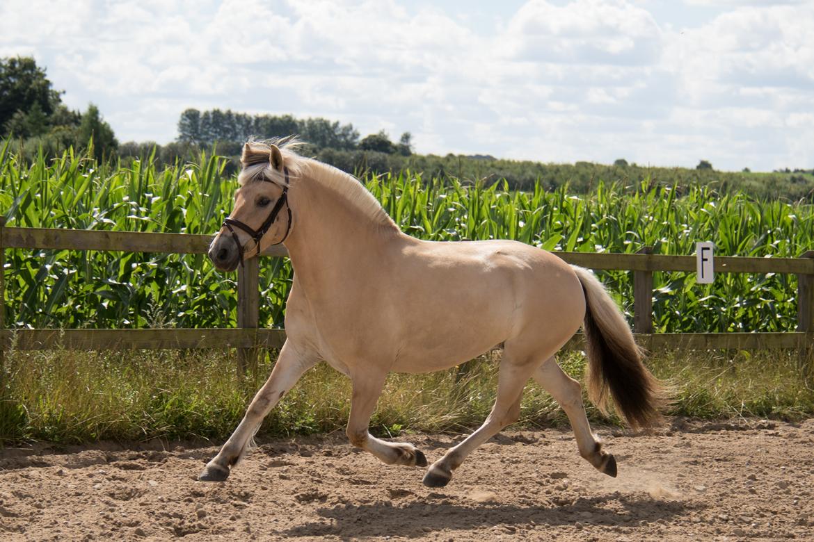 Fjordhest Pilegårdens Sesam aka. Lillehan (Solgt) billede 3