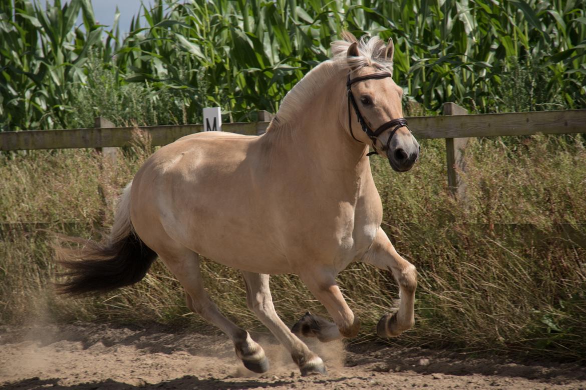 Fjordhest Pilegårdens Sesam aka. Lillehan (Solgt) billede 5