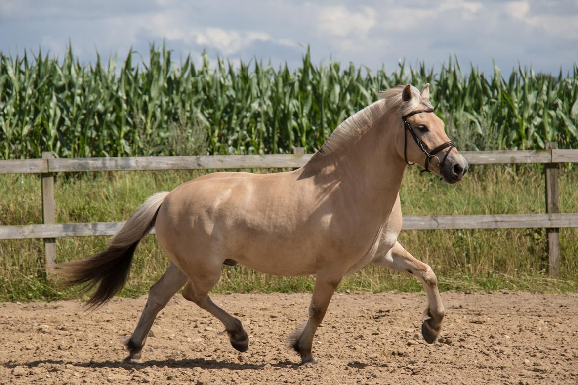 Fjordhest Pilegårdens Sesam aka. Lillehan (Solgt) billede 4