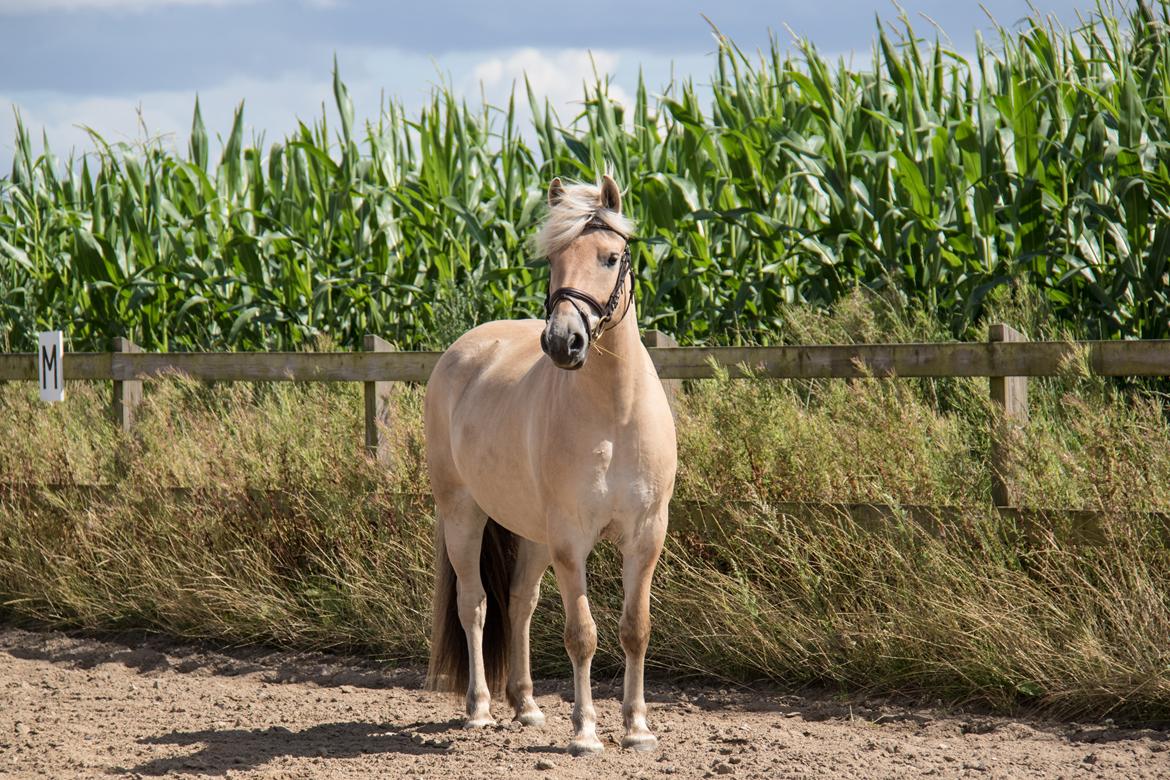 Fjordhest Pilegårdens Sesam aka. Lillehan (Solgt) billede 6