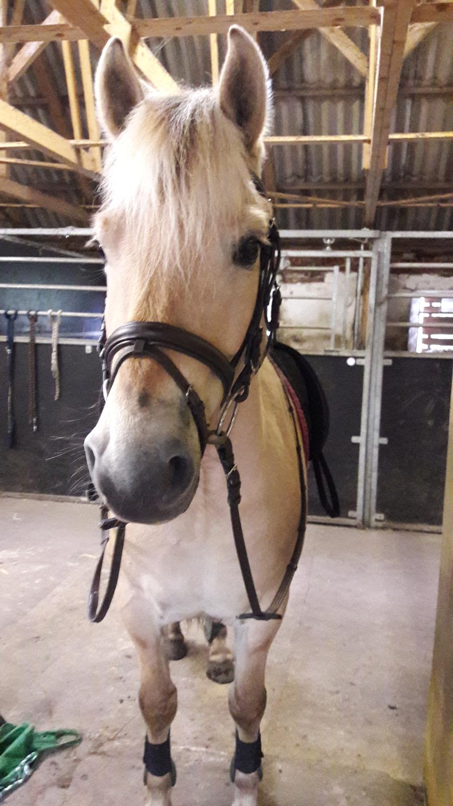 Fjordhest Pilegårdens Sesam aka. Lillehan (Solgt) billede 7