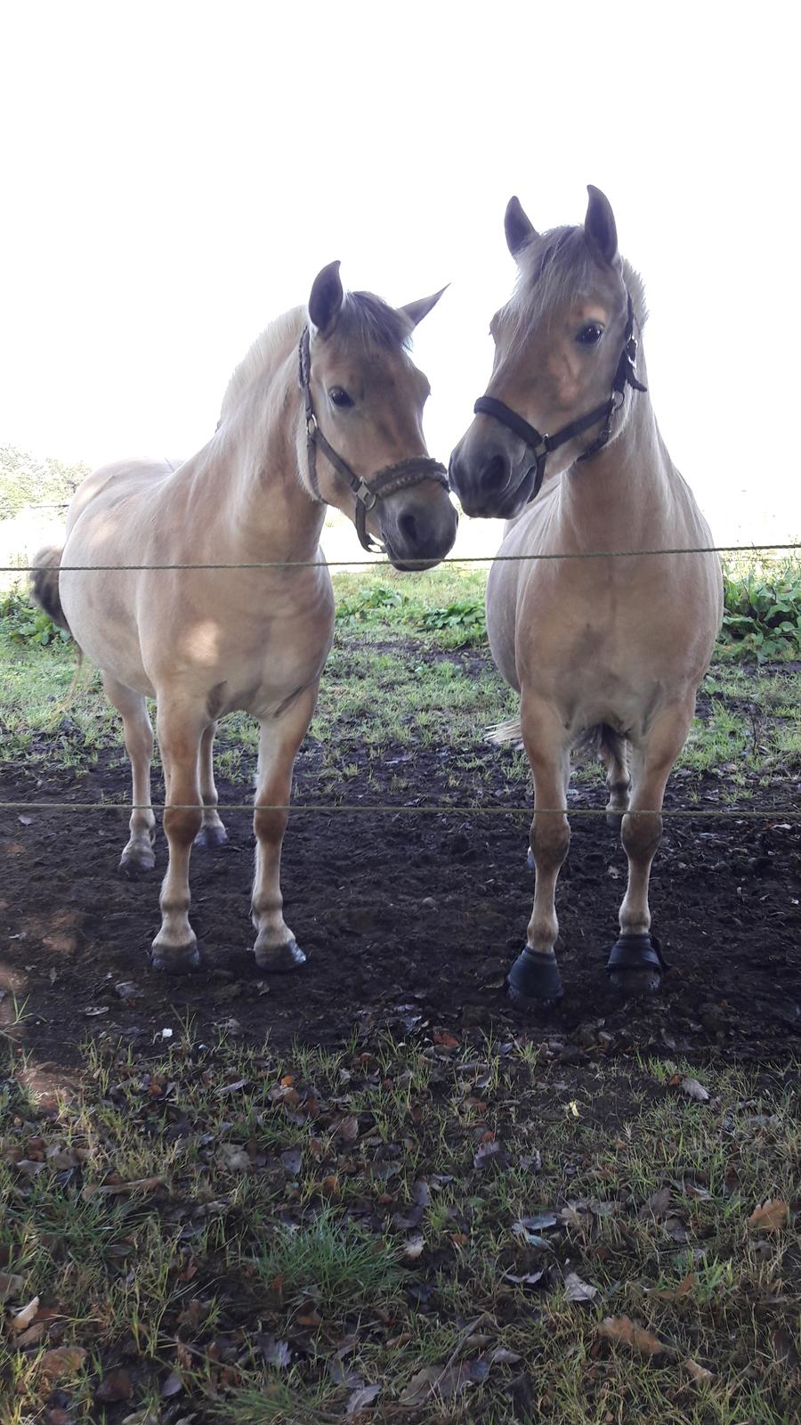 Fjordhest Pilegårdens Sesam aka. Lillehan (Solgt) billede 8
