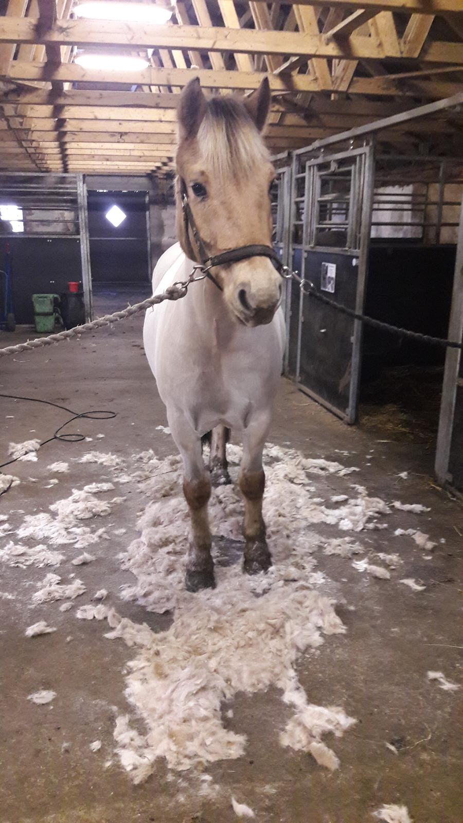 Fjordhest Pilegårdens Sesam aka. Lillehan (Solgt) billede 9