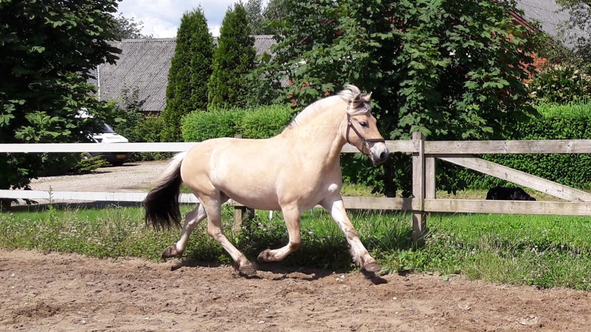 Fjordhest Pilegårdens Sesam aka. Lillehan (Solgt) billede 10