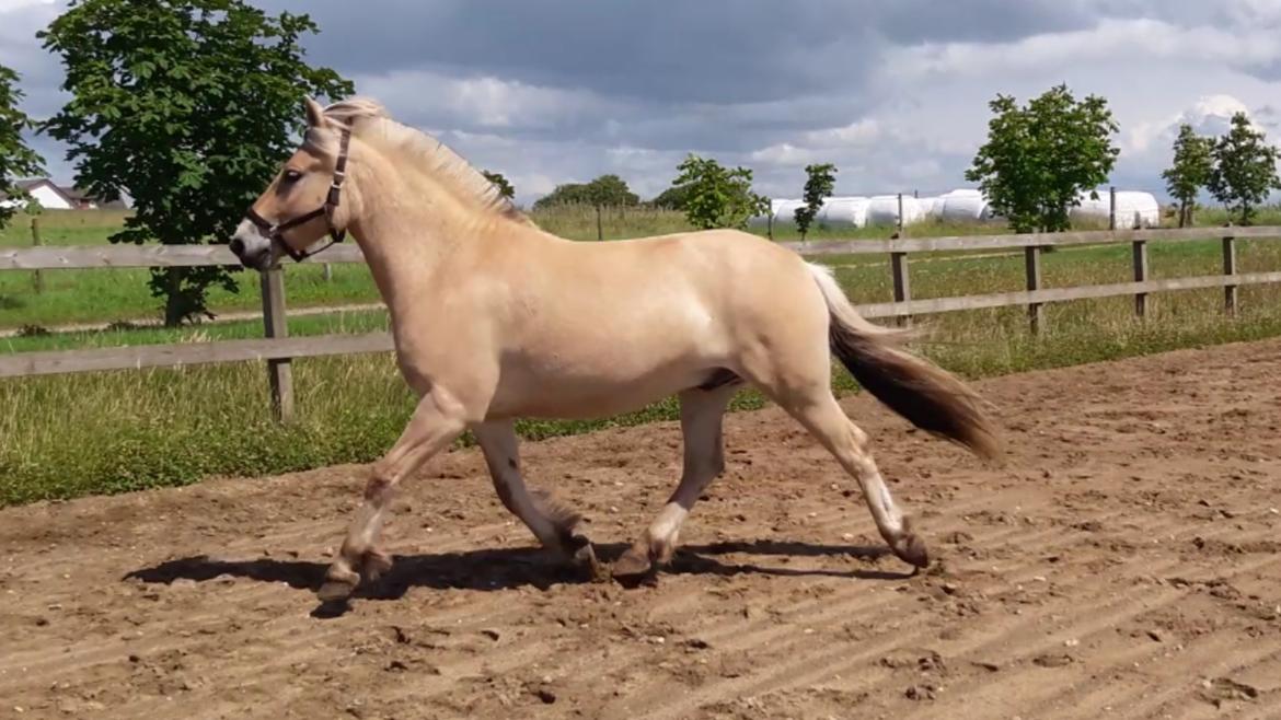 Fjordhest Pilegårdens Sesam aka. Lillehan (Solgt) billede 11