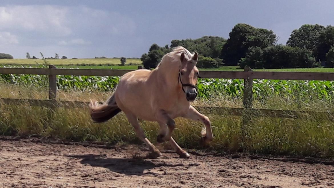 Fjordhest Pilegårdens Sesam aka. Lillehan (Solgt) billede 12