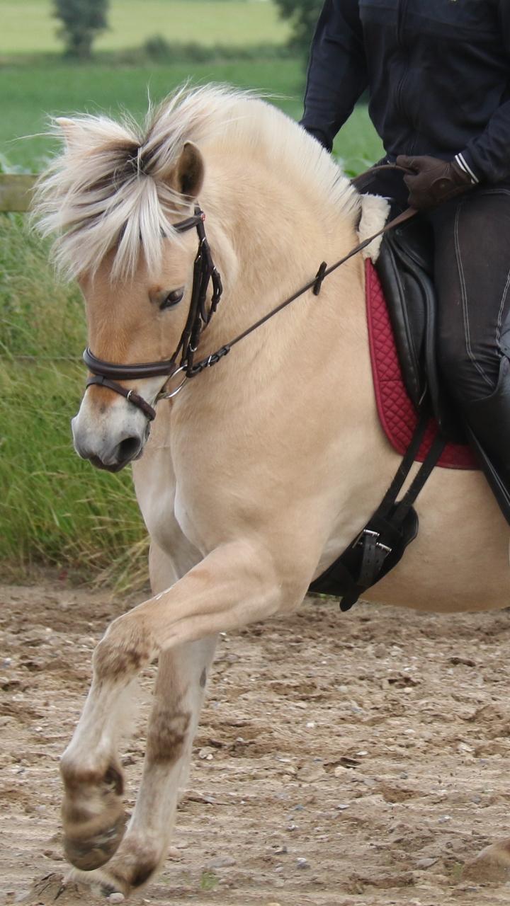 Fjordhest Pilegårdens Sesam aka. Lillehan (Solgt) billede 13
