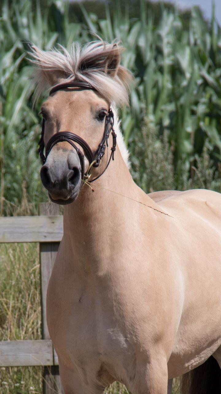 Fjordhest Pilegårdens Sesam aka. Lillehan (Solgt) billede 14