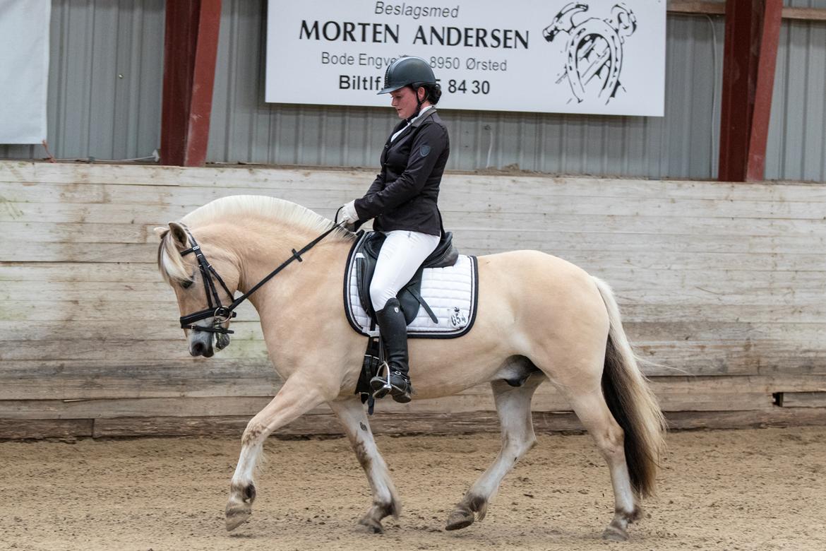 Fjordhest Pilegårdens Sesam aka. Lillehan (Solgt) billede 15