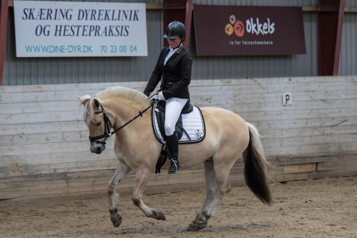 Fjordhest Pilegårdens Sesam aka. Lillehan (Solgt) billede 16