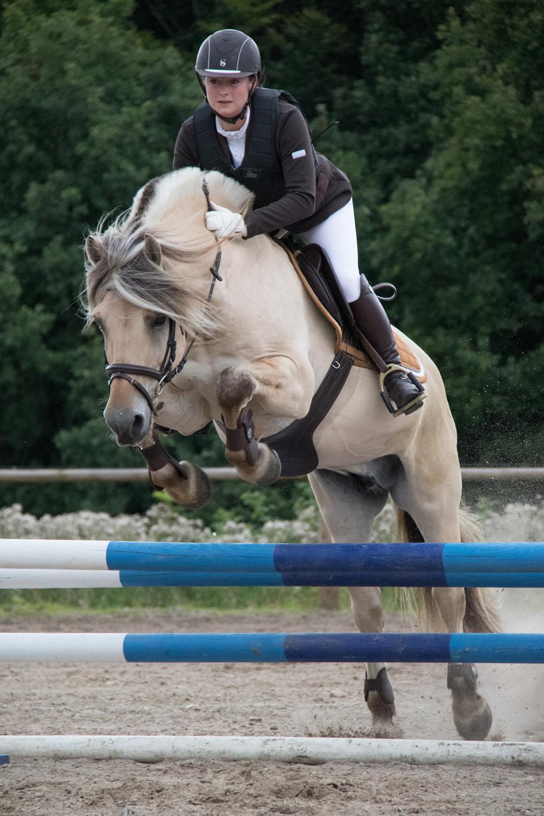 Fjordhest Mosegårdens Splint ELITE AVLSHINGST EFJH 729 billede 28