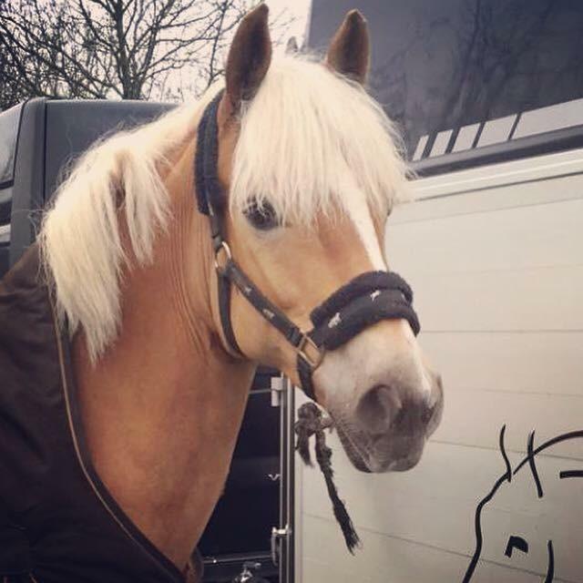 Haflinger Annika (nuks) billede 13