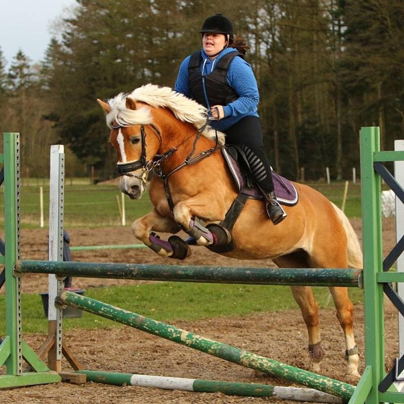 Haflinger Annika (nuks) billede 16