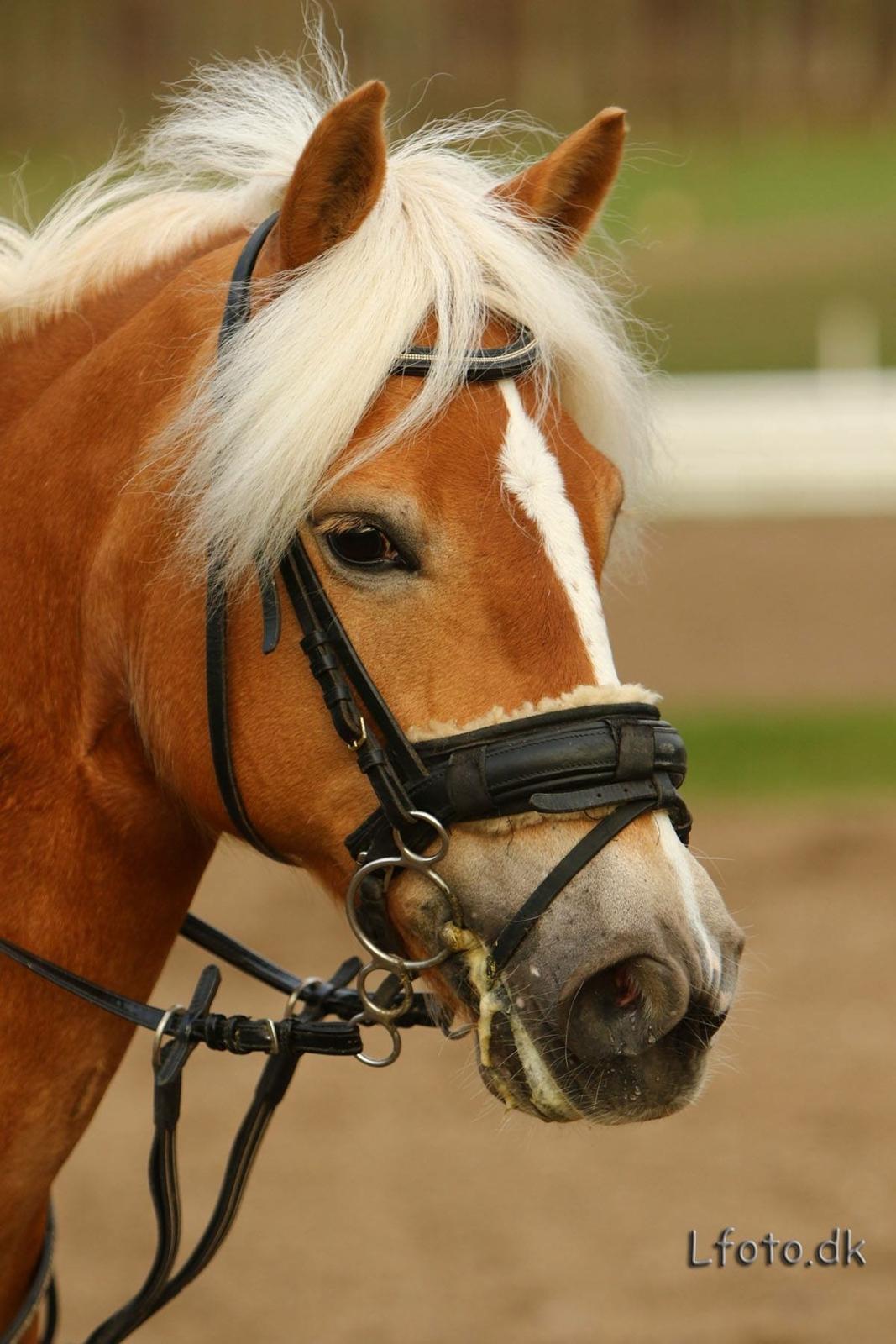Haflinger Annika (nuks) billede 18