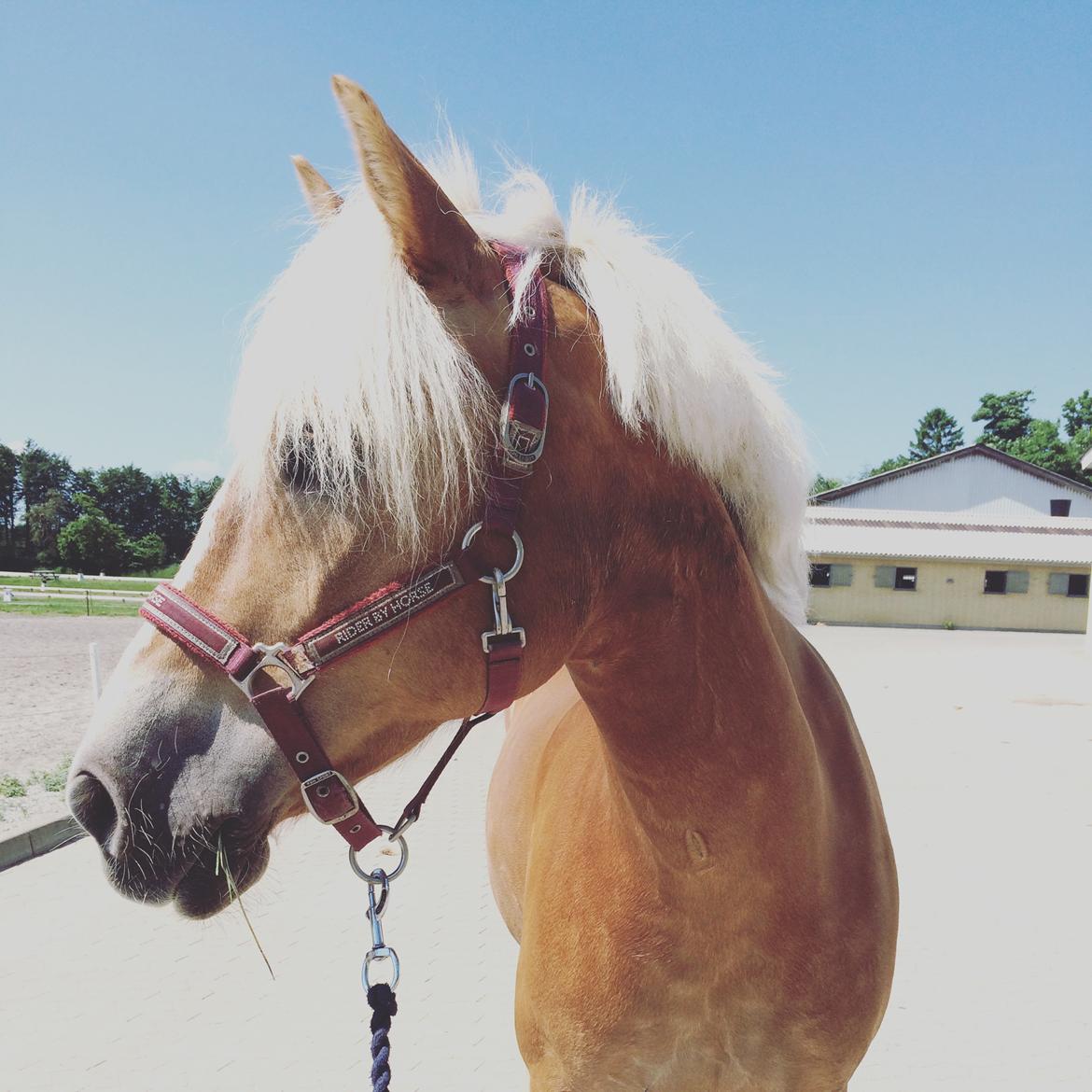 Haflinger Annika (nuks) billede 19