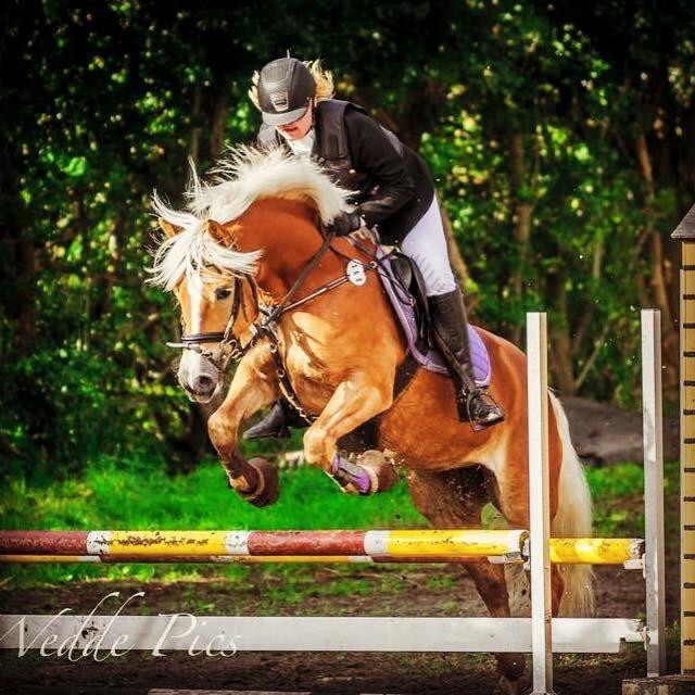 Haflinger Annika (nuks) billede 10